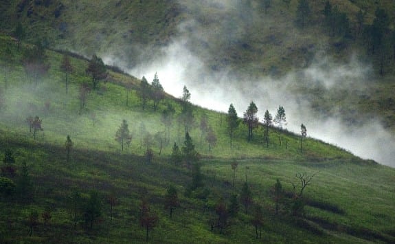 5 Hutan Paling Cantik dan Unik Di Indonesia