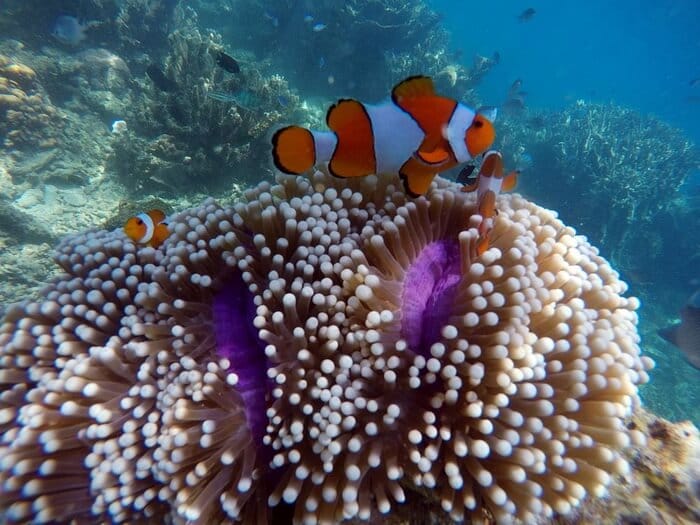 indahnya karimun jawa