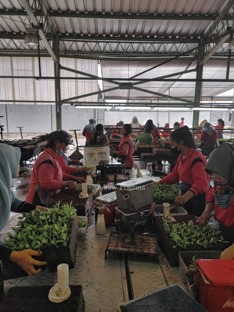 Melihat proses penumbuhan pohon muda di Kerinci Central Nursery 2