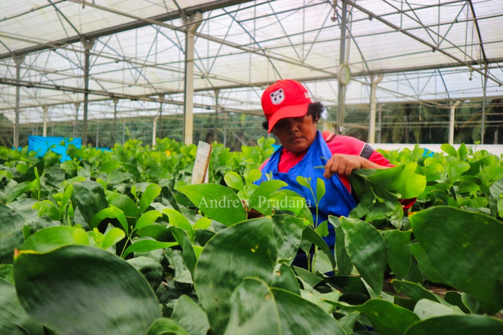 Melihat proses penumbuhan pohon muda di Kerinci Central Nursery 2